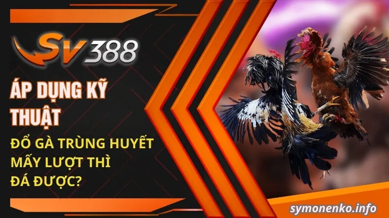 Kỹ thuật Đổ Gà Đá Hiệu Quả Để Chọn Ra Giống Tốt Nhất 5 Áp dụng kỹ thuật đổ gà trùng huyết mấy lượt thì đá được?