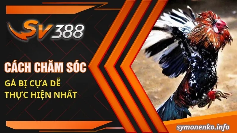 Cách Chăm Sóc Gà Bị Cựa Hiệu Quả Từ Chuyên Gia SV388 3 Cách chăm sóc gà bị cựa dễ thực hiện nhất