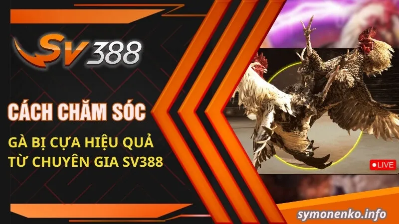cách chăm sóc cho gà bị cựa