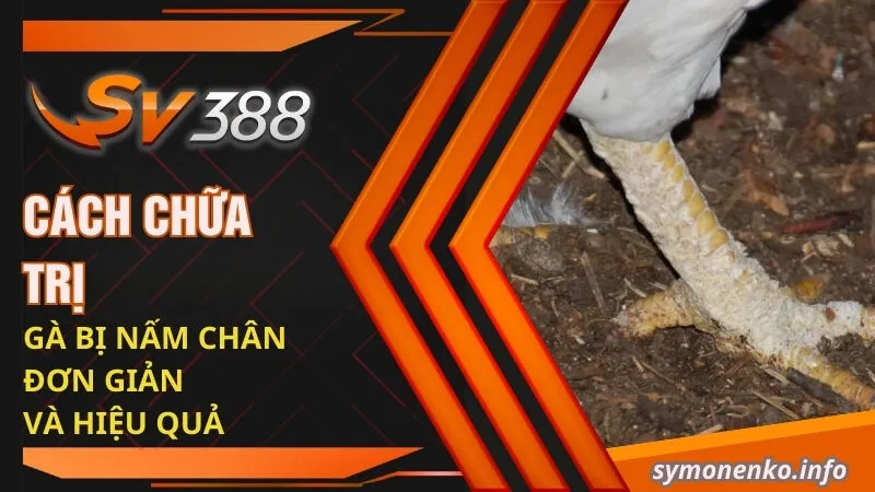 Phương Pháp Trị Gà Bị Nấm Chân Nhanh Khỏi Nhất 3 Cách chữa trị gà bị nấm chân đơn giản và hiệu quả