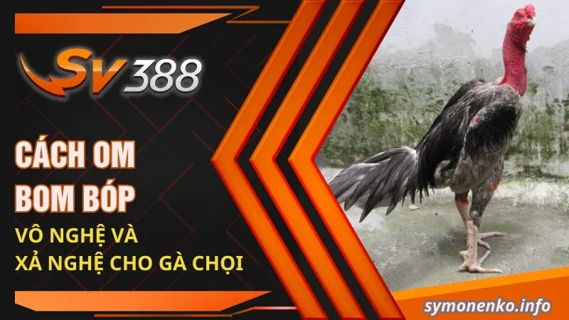 Cách Vần Gà Chọi Non: Tuyệt Chiêu Giúp Chiến Kê Toàn Thắng 4 Cách om bom bóp vô nghệ và xả nghệ cho gà chọi