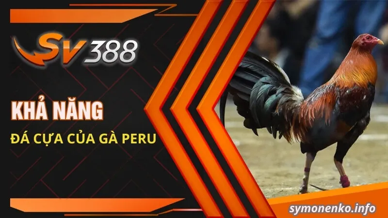 Gà Peru| Đặc Điểm Ngoại Hình Và Cách Phân Biệt Các Dòng Lai 3 Khả năng đá cựa của gà Peru