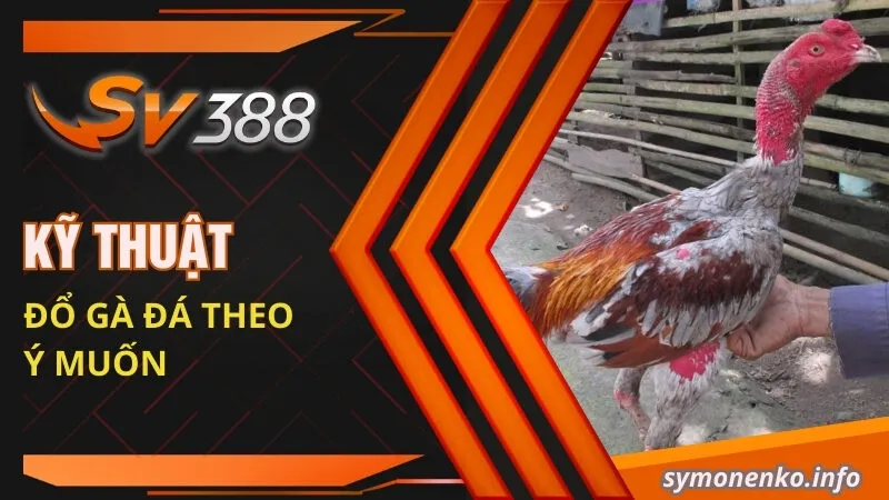 Kỹ thuật Đổ Gà Đá Hiệu Quả Để Chọn Ra Giống Tốt Nhất 2 Kỹ thuật đổ gà đá theo ý muốn