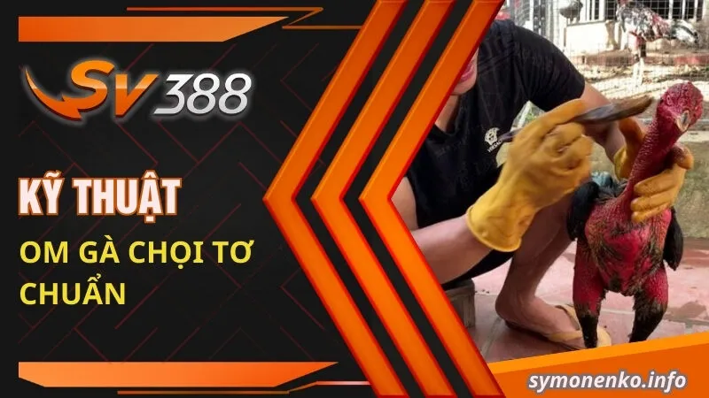 Cách Om Gà Chọi Tơ Cực Đơn Giản Và Hữu Hiệu Cho Sư Kê 2 Kỹ thuật om gà chọi tơ chuẩn