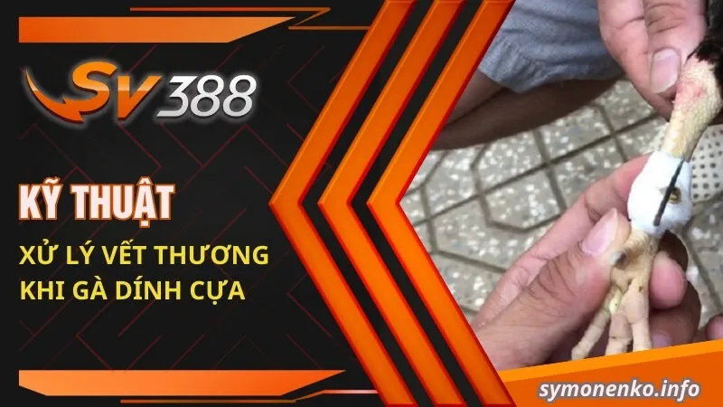 Cách Chăm Sóc Gà Bị Cựa Hiệu Quả Từ Chuyên Gia SV388 2 Kỹ thuật xử lý vết thương khi gà dính cựa