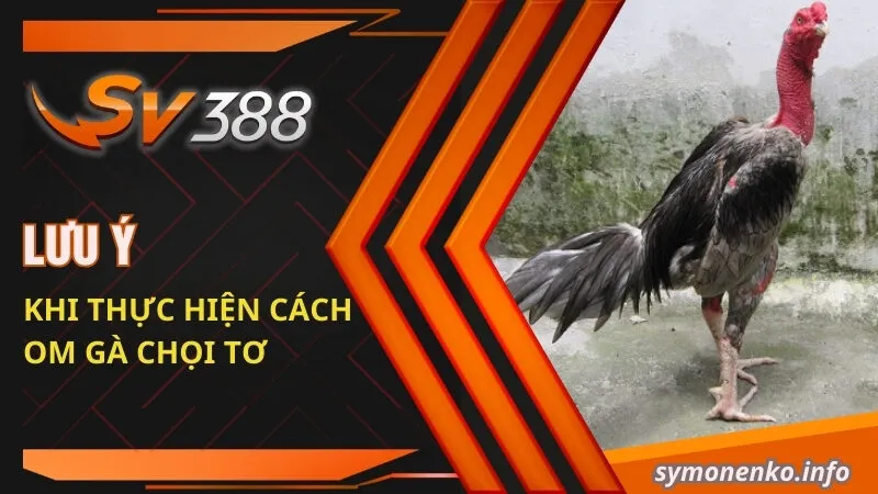 Cách Om Gà Chọi Tơ Cực Đơn Giản Và Hữu Hiệu Cho Sư Kê 5 Lưu ý khi thực hiện cách om gà chọi tơ
