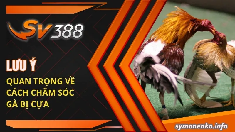 Cách Chăm Sóc Gà Bị Cựa Hiệu Quả Từ Chuyên Gia SV388 4 Lưu ý quan trọng về cách chăm sóc gà bị cựa