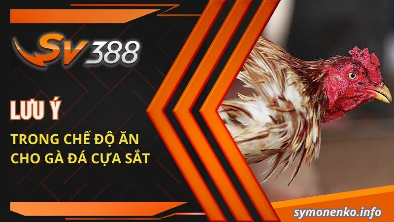 Thực Đơn Chế Độ Ăn Cho Gà Đá Cựa Sắt Hiệu Quả Nhất 2025 3 Lưu ý trong chế độ ăn cho gà đá cựa sắt