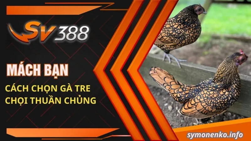 Đá Gà Tre Và Những Bí Mật Chưa Ai Tiết Lộ Cho Bạn 1 Mách bạn cách chọn gà tre chọi thuần chủng