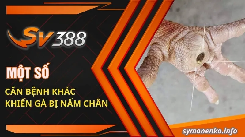 Phương Pháp Trị Gà Bị Nấm Chân Nhanh Khỏi Nhất 2 Một số căn bệnh khác khiến gà bị nấm chân