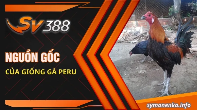 Gà Peru| Đặc Điểm Ngoại Hình Và Cách Phân Biệt Các Dòng Lai 1 Nguồn gốc của giống gà Peru