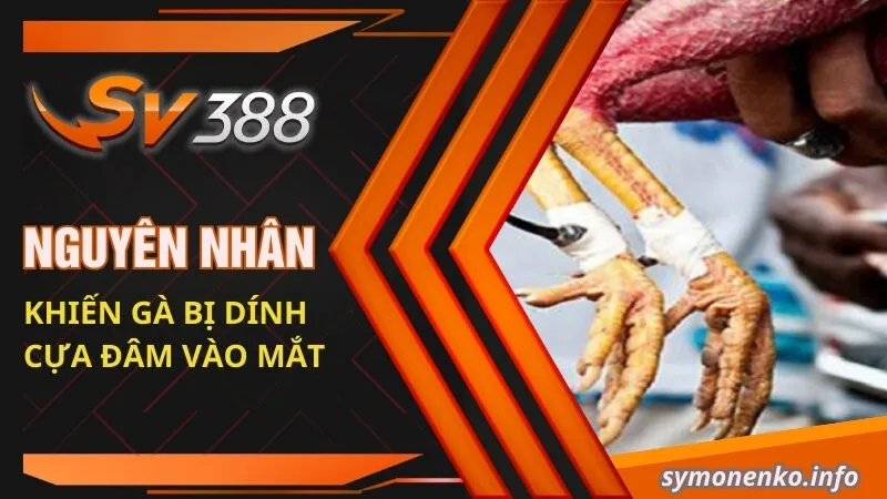 Cách Chăm Sóc Gà Bị Cựa Hiệu Quả Từ Chuyên Gia SV388 1 Nguyên nhân khiến gà bị dính cựa đâm vào mắt