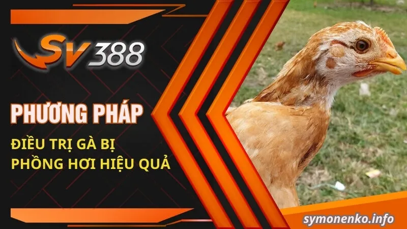 Gà Bị Phồng Hơi Dưới Da | Nguyên Nhân Và Cách Khắc Phục Hiệu Quả 3 Phương pháp điều trị gà bị phồng hơi hiệu quả