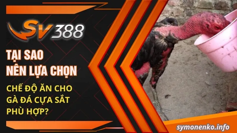 Thực Đơn Chế Độ Ăn Cho Gà Đá Cựa Sắt Hiệu Quả Nhất 2025 1 Tại sao nên lựa chọn chế độ ăn cho gà đá cựa sắt phù hợp?