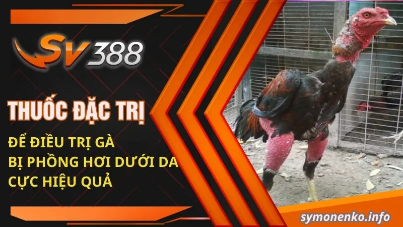 Gà Bị Phồng Hơi Dưới Da | Nguyên Nhân Và Cách Khắc Phục Hiệu Quả 4 Thuốc đặc trị để điều trị gà bị phồng hơi dưới da cực hiệu quả