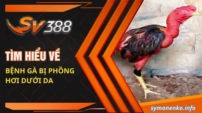 Gà Bị Phồng Hơi Dưới Da | Nguyên Nhân Và Cách Khắc Phục Hiệu Quả 1 Tìm hiểu về bệnh gà bị phồng hơi dưới da
