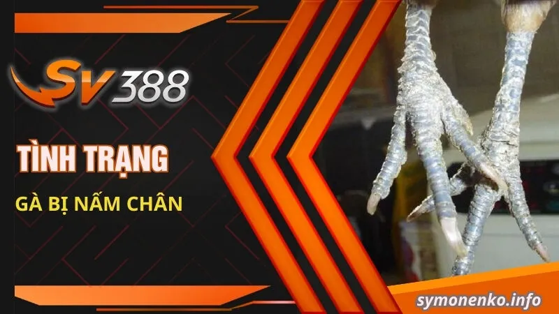 Phương Pháp Trị Gà Bị Nấm Chân Nhanh Khỏi Nhất 1 Tình trạng gà bị nấm chân