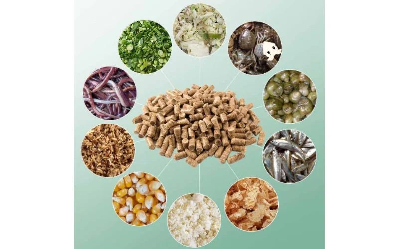 Chế Độ Dinh Dưỡng Giúp Gà Chọi Phát Triển Toàn Diện 3 Các Loại Thức Ăn Quan Trọng Giúp Gà Chọi Khỏe Mạnh