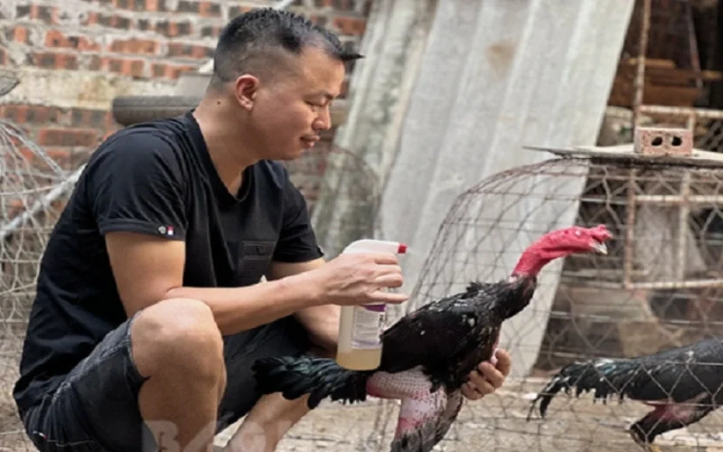Lịch trình vần gà chiến từ A-Z giúp gà đá khỏe, bo lớn 3 Cách chăm sóc gà sau khi vần đòn và trước khi thi đấu