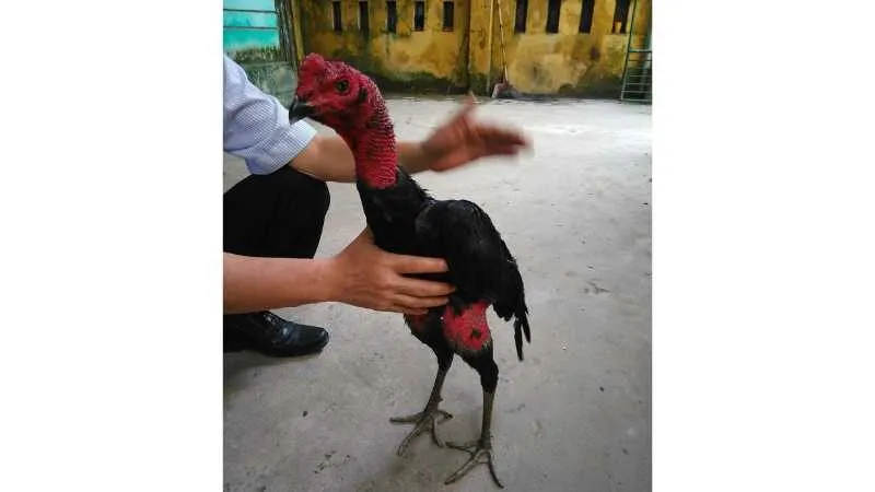 Gà Nòi Việt Nam – Huyền Thoại Bất Bại Trong Làng Gà Chọi 3 Gà Nòi Bình Định – Chiến Kê Bất Bại