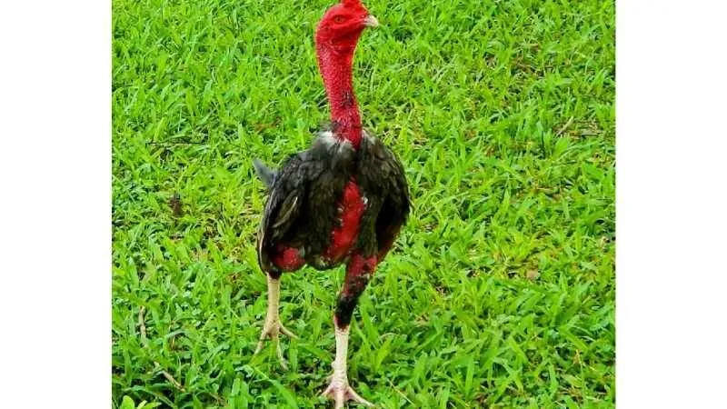 Gà Nòi Việt Nam – Huyền Thoại Bất Bại Trong Làng Gà Chọi 1 Nguồn Gốc Và Lịch Sử Của Gà Nòi Việt Nam