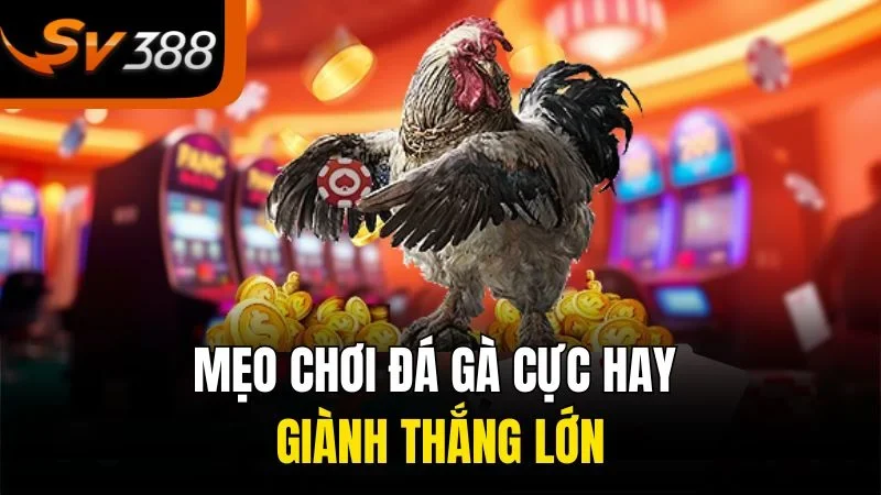 Những Điều Thú Vị Về Đá Gà Cựa Sắt Tại SV388 Bạn Không Thể Bỏ Lỡ 3 Mẹo chơi đá gà cực hay giành thắng lớn
