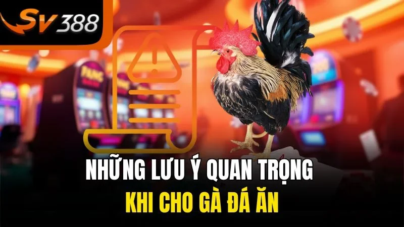 Lựa Chọn Thức Ăn Cho Gà Đá Giúp Chiến Kê Luôn Sung Mãn 3 Những lưu ý quan trọng khi cho gà đá ăn